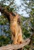 abyssinian cat