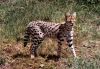 african serval cat