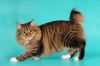 american bobtail cat