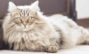 american longhair cat