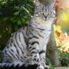 american shorthair cat