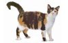 american wirehair cat