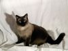applehead siamese cat
