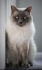 balinese cat