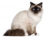 birman cat