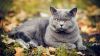 british shorthair cat
