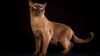 burmese cat