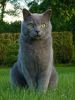 chartreux cat