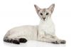 colorpoint shorthair cat