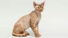 devon rex cat