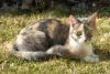 dilute calico cat