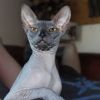 don sphynx cat