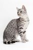 egyptian mau cat