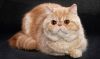 exotic shorthair cat