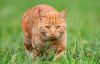 ginger tabby cat