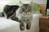 maine coon cat