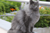 nebelung cat