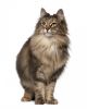 norwegian forest cat cat