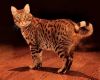 ocicat cat