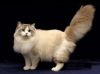 ragamuffin cat