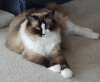 ragdoll cat