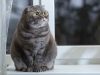 scottish fold cat