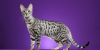 serengeti cat