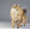 siberian cat