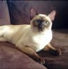 tonkinese cat