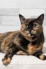 tortoiseshell cat