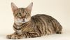 toyger cat