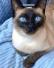 traditional siamese cat