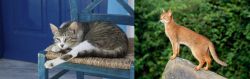 Aegean vs Abyssinian - Breed Comparison