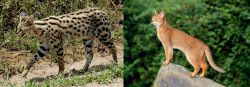 African Serval vs Abyssinian - Breed Comparison