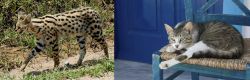 African Serval vs Aegean - Breed Comparison