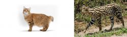 American Bobtail vs African Serval - Breed Comparison