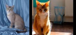 American Keuda vs Chausie - Breed Comparison