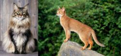 American Longhair vs Abyssinian - Breed Comparison