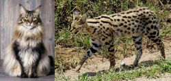 American Longhair vs African Serval - Breed Comparison