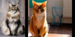 American Longhair vs Chausie - Breed Comparison