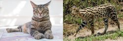 American Polydactyl vs African Serval - Breed Comparison