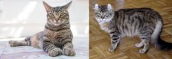 American Polydactyl vs American Curl - Breed Comparison