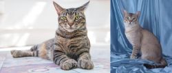 American Polydactyl vs American Keuda - Breed Comparison
