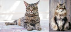 American Polydactyl vs American Longhair - Breed Comparison