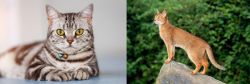 American Shorthair vs Abyssinian - Breed Comparison