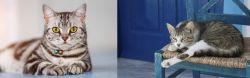 American Shorthair vs Aegean - Breed Comparison