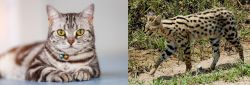 American Shorthair vs African Serval - Breed Comparison