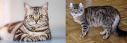 American Shorthair vs American Curl - Breed Comparison