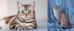 American Shorthair vs American Keuda - Breed Comparison