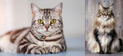 American Shorthair vs American Longhair - Breed Comparison